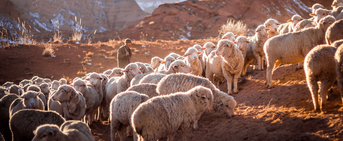 From the Desk of George Lynch: The Tale of The Foolish Shepherd